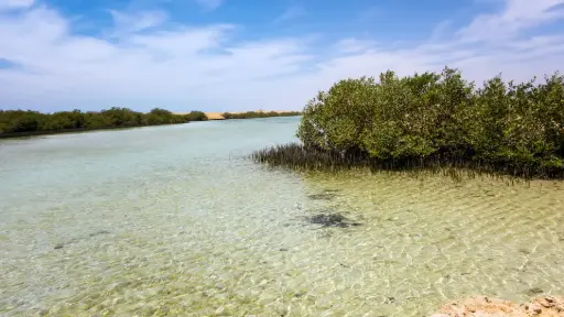Ras Mohamed Half Day Tour by Bus 